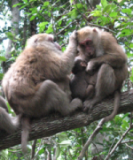 Female macaque interaction